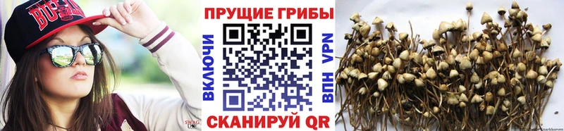 Псилоцибиновые грибы Cubensis  Ликино-Дулёво 